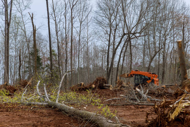 Best Commercial Tree Services  in Stillwater, MN