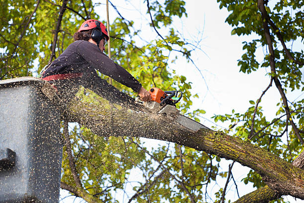 Best Lot and Land Clearing  in Stillwater, MN