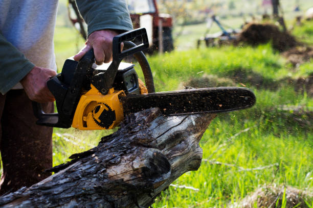 Best Root Management and Removal  in Stillwater, MN