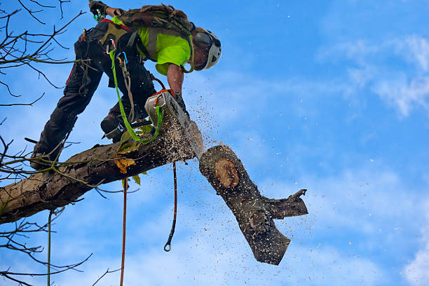 Leaf Removal in Stillwater, MN